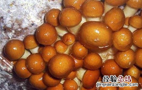 滑子菇高産栽培技术 滑子菇高産栽培技术