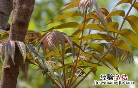 香椿高效栽培技术有哪些 香椿高效栽培技术