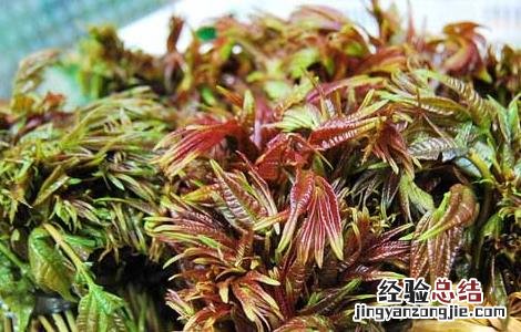 香椿高效栽培技术有哪些 香椿高效栽培技术