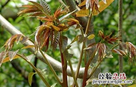 香椿高效栽培技术有哪些 香椿高效栽培技术