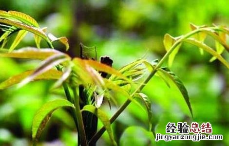 香椿高效栽培技术有哪些 香椿高效栽培技术