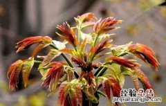 香椿高效栽培技術有哪些 香椿高效栽培技術
