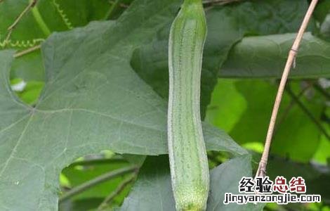 丝瓜栽培高产技术 丝瓜高产种植技术