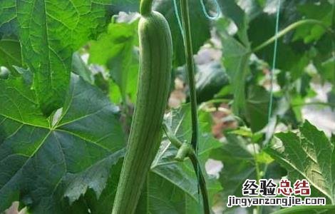 丝瓜栽培高产技术 丝瓜高产种植技术