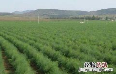 芦笋栽培技術要点 芦笋栽培技術