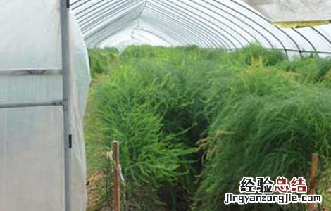 芦笋栽培技術要点 芦笋栽培技術