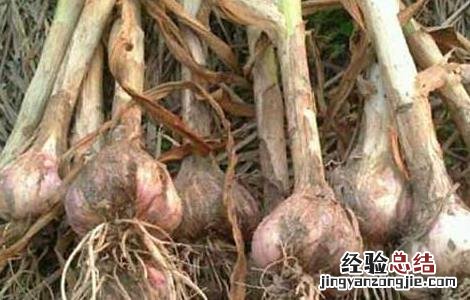 大蒜栽培技术和管理 大蒜栽培技术