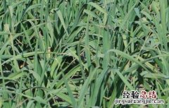 大蒜栽培技术和管理 大蒜栽培技术