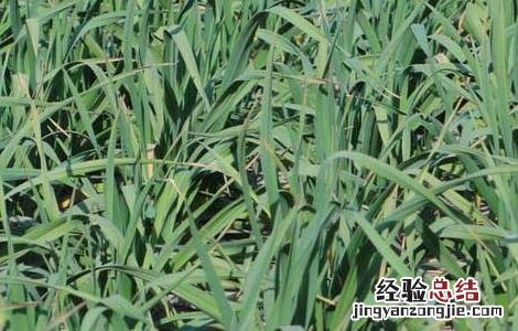 大蒜栽培技术和管理 大蒜栽培技术
