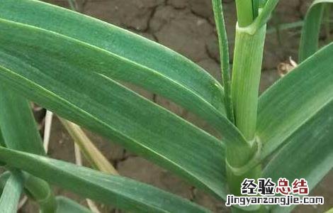 大蒜栽培技术和管理 大蒜栽培技术