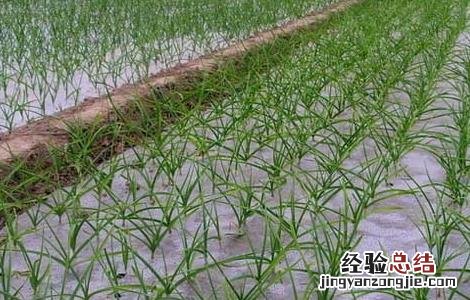 大蒜栽培技术和管理 大蒜栽培技术