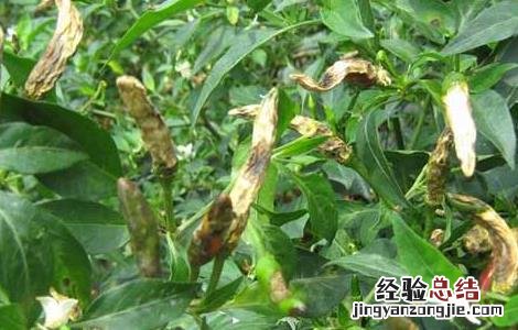 辣椒炭疽病防治技术 辣椒炭疽病防治技术研究