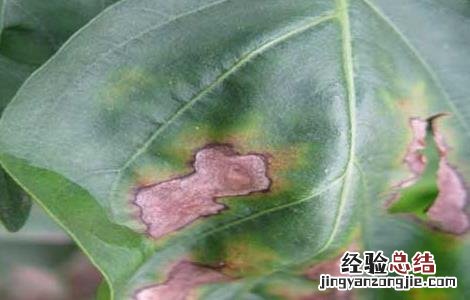 辣椒炭疽病防治技术 辣椒炭疽病防治技术研究