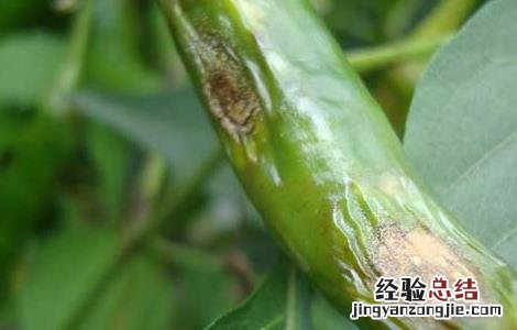 辣椒炭疽病防治技术 辣椒炭疽病防治技术研究