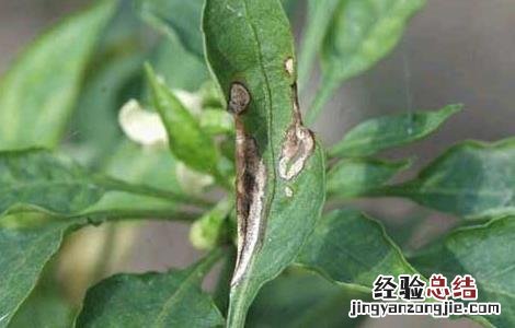 辣椒炭疽病防治技术 辣椒炭疽病防治技术研究