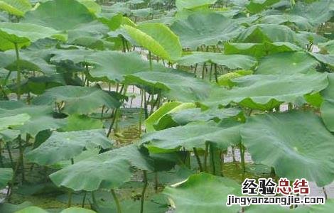 莲藕高效栽培技术视频 莲藕高效栽培技术