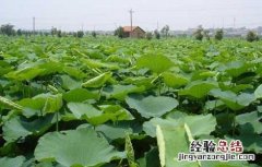 莲藕高效栽培技术视频 莲藕高效栽培技术