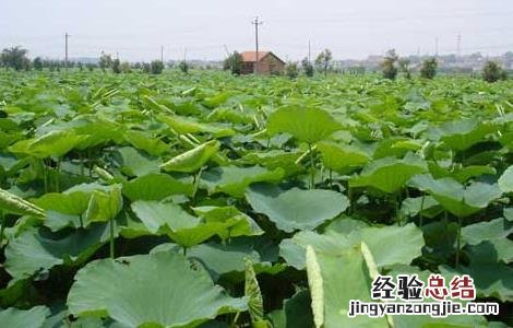 莲藕高效栽培技术视频 莲藕高效栽培技术