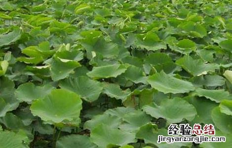 莲藕高效栽培技术视频 莲藕高效栽培技术