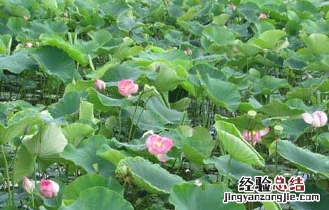 莲藕高效栽培技术视频 莲藕高效栽培技术