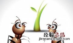 自制灭蚂蚁药一窝端的土方法 如何灭蚂蚁最有效的方法