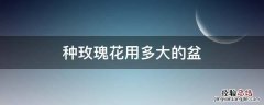 种玫瑰的花盆用多大的 种玫瑰花用多大的盆