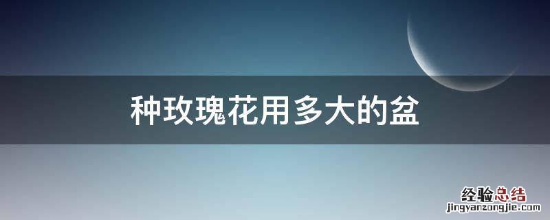 种玫瑰的花盆用多大的 种玫瑰花用多大的盆