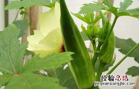 黄秋葵的产地在哪里 黄秋葵的产地