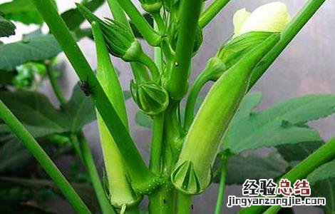 黄秋葵的产地在哪里 黄秋葵的产地