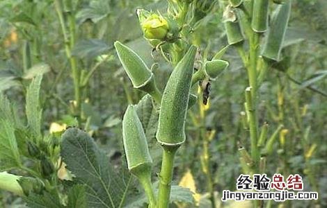 黄秋葵的产地在哪里 黄秋葵的产地