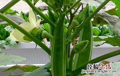 黄秋葵的产地在哪里 黄秋葵的产地