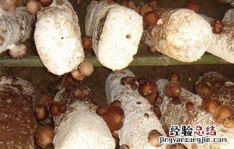 香菇人工种植成本预算 种植香菇需要投入多少