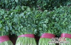 香菜种植技术 香菜种植技术和时间