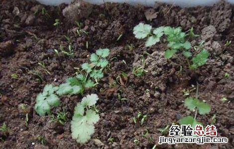 香菜种植技术 香菜种植技术和时间