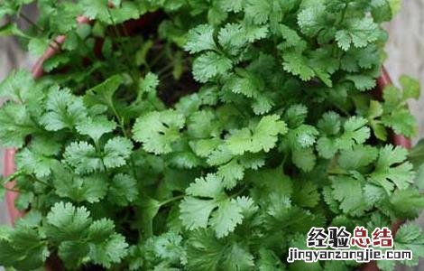 香菜种植技术 香菜种植技术和时间