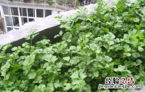 香菜种植技术 香菜种植技术和时间
