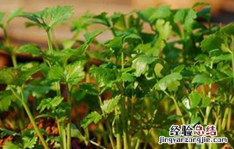 香菜种植技术 香菜种植技术和时间