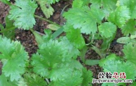 香菜种植技术 香菜种植技术和时间