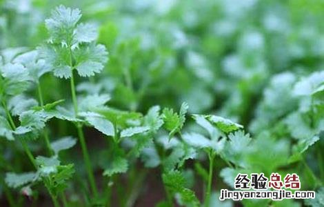 香菜种植技术 香菜种植技术和时间