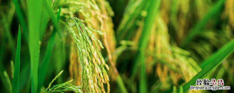 最早总结江南水稻的书 最早总结江南水稻的书是什么