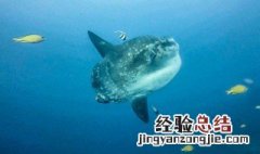 鱼游出水面是怎么回事 鱼游出水面是要下雨吗
