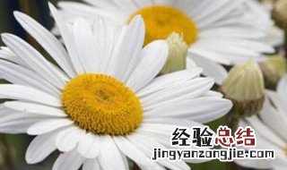 雏菊要怎样养殖 雏菊要怎样养