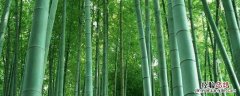 竹子的象征意义和精神品格 竹子的象征意义和精神