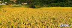 稻杰使用禁忌 稻杰使用禁忌无人机使用剂量