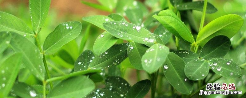 花生苗后除草剂什麽時候打 花生苗后除草剂什麽時候打最合适