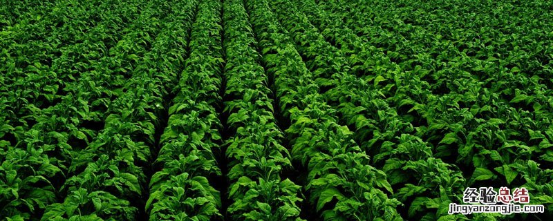 烟草青枯病用什么药 烟草青枯病最好的治疗方法