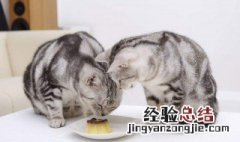 吃剩的猫饭怎么保存 剩饭怎么做给猫吃