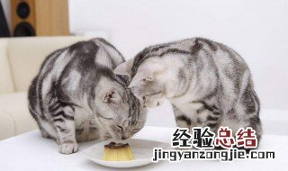 吃剩的猫饭怎么保存 剩饭怎么做给猫吃