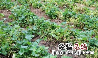 红薯藤要怎么处理才能吃 红薯藤要怎么处理