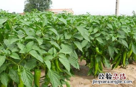 辣椒种植效益影响因素 辣椒的种植效益